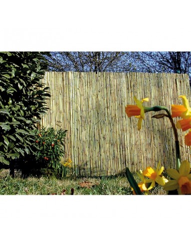 Canisse Bambou Méditerranée Brise-vue naturel et décoratif - SICATEC
