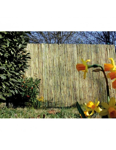 Canisse bambous fendus ' meditrrranee'1,50 m x 5 m