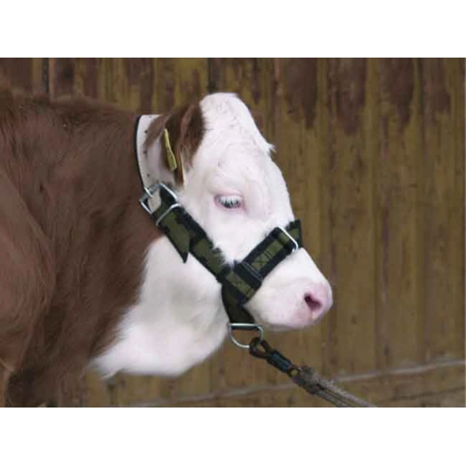 licol pour veau vert et noir