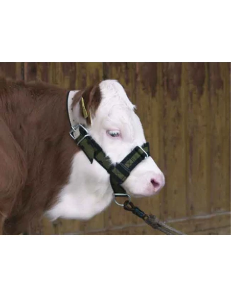 licol pour veau vert et noir