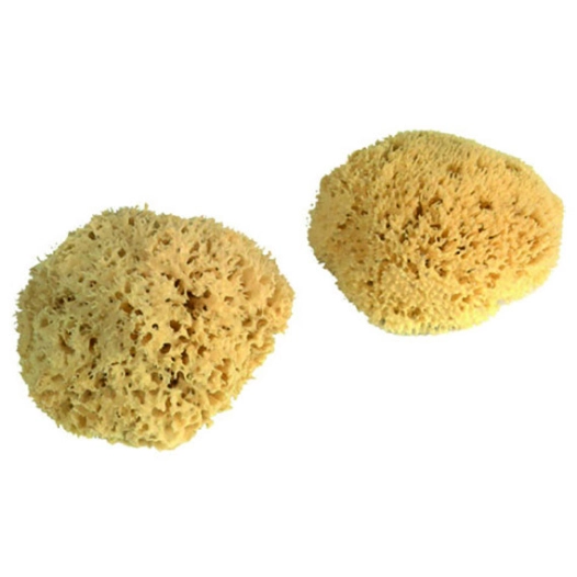 Eponge Naturelle Ss Film 16/17cm -