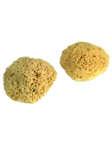 Eponge Naturelle Ss Film 16/17cm -