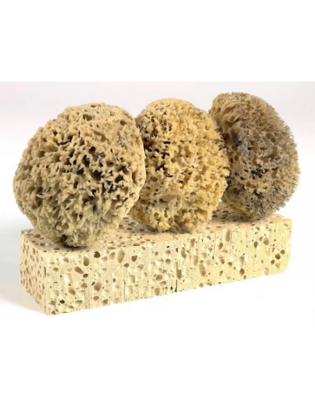 Lot Eponge 2gt+3naturel Lot103 - PAD