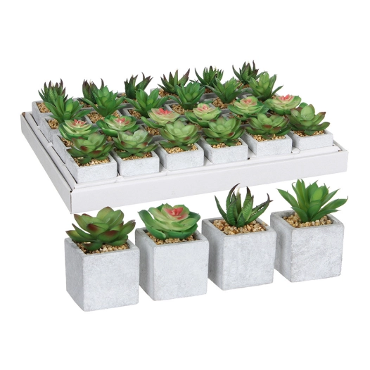 24 Succulente Verte Dans Pot Plusieurs Modèles 8x5cm