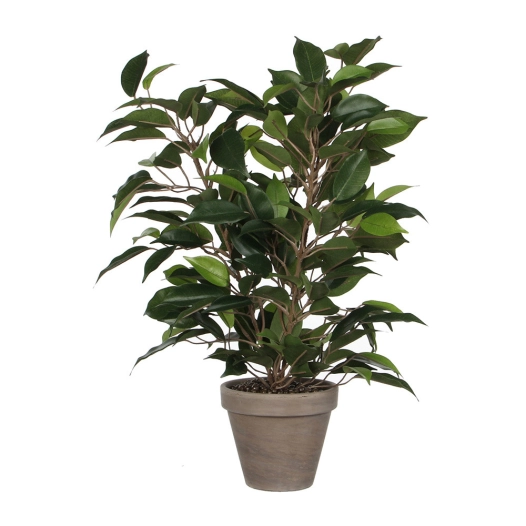 Ficus Natasja Avec Pot D11.5cm - 40x30cm