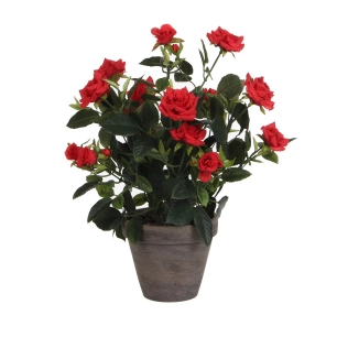 Rosier Rouge Pvc Dans Pot Gris D11.5cm-H33xd25cm