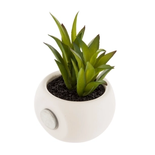 Mini Plantes Décoratives Avec Iman Assortiments De Modèles