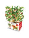 Coffret Batlle Piments Épicés