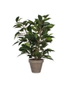 Ficus Natasja Avec Pot D11.5cm - 40x30cm
