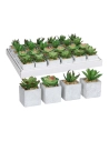 24 Succulente Verte Dans Pot Plusieurs Modèles 8x5cm