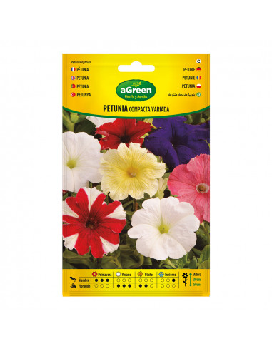 À Propos De La Variété Graines De Pétunia Compactes 300678bolsh Daccord - AGREEN