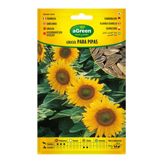 Graines De Tournesol Pour Tuyaux 301024bolsh Daccord - AGREEN