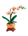 orchidee miniature botanic - wdk groupe partner