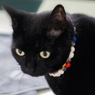 collier anti-tiques colorã© - mini - la voie de la terre