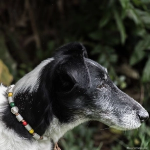 collier anti-tiques colorã© - s/m - la voie de la terre