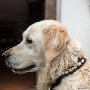 collier anti-tiques colorã© - l/xl - la voie de la terre