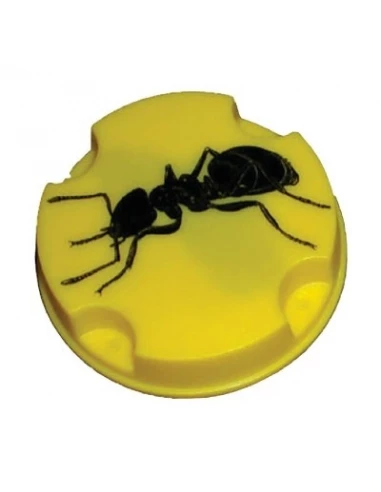 MASY Anti-fourmis_10g - MASY