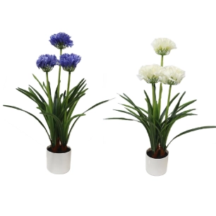 pot d'agapanthe couleurs assorties, 50 x 80 cm