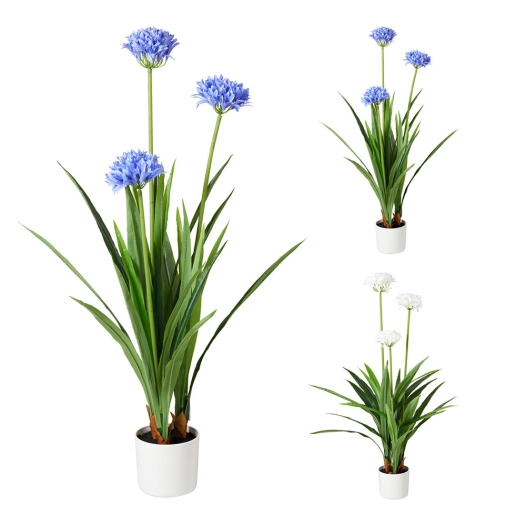 pot d'agapanthe couleurs assorties, 70 x 120 cm